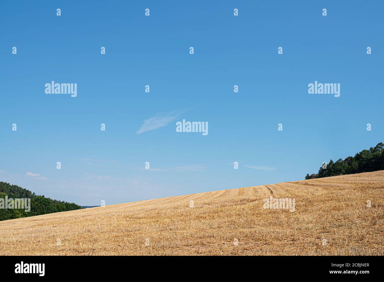 harvested wheatfield in hilly landscape against clear blue summer sky Stock Photo