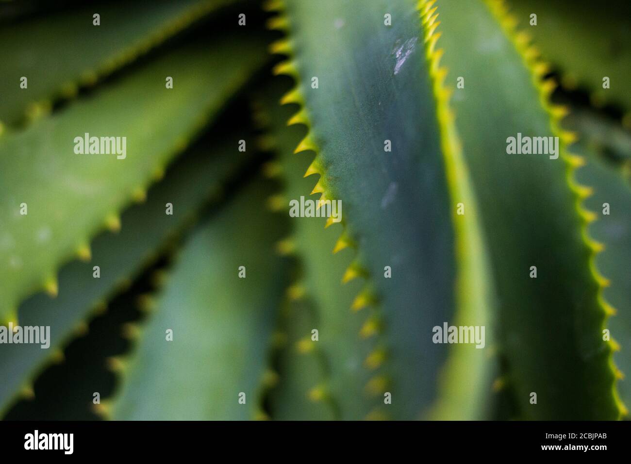 Aloe vera plant inside hi-res stock photography and images - Alamy