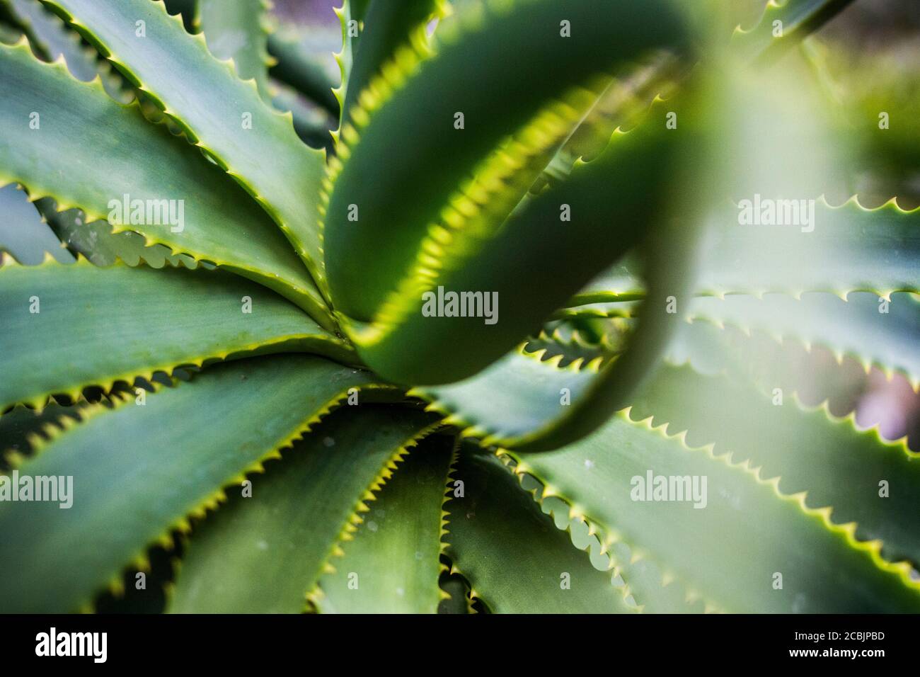 Aloe plant with spiny leaves at the Botanical Gardens in Berlin, Germany  Stock Photo - Alamy