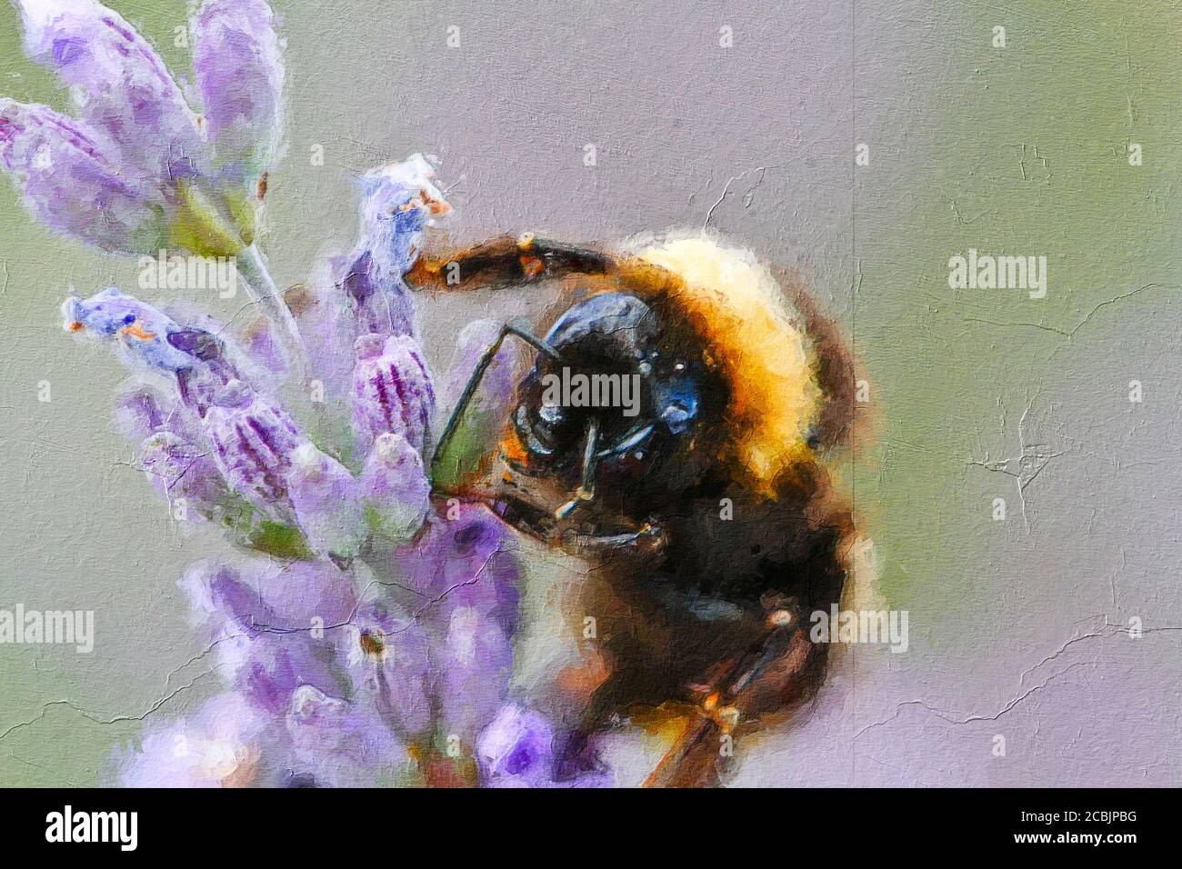 Picture of lavender at the Spring summer time Stock Photo - Alamy