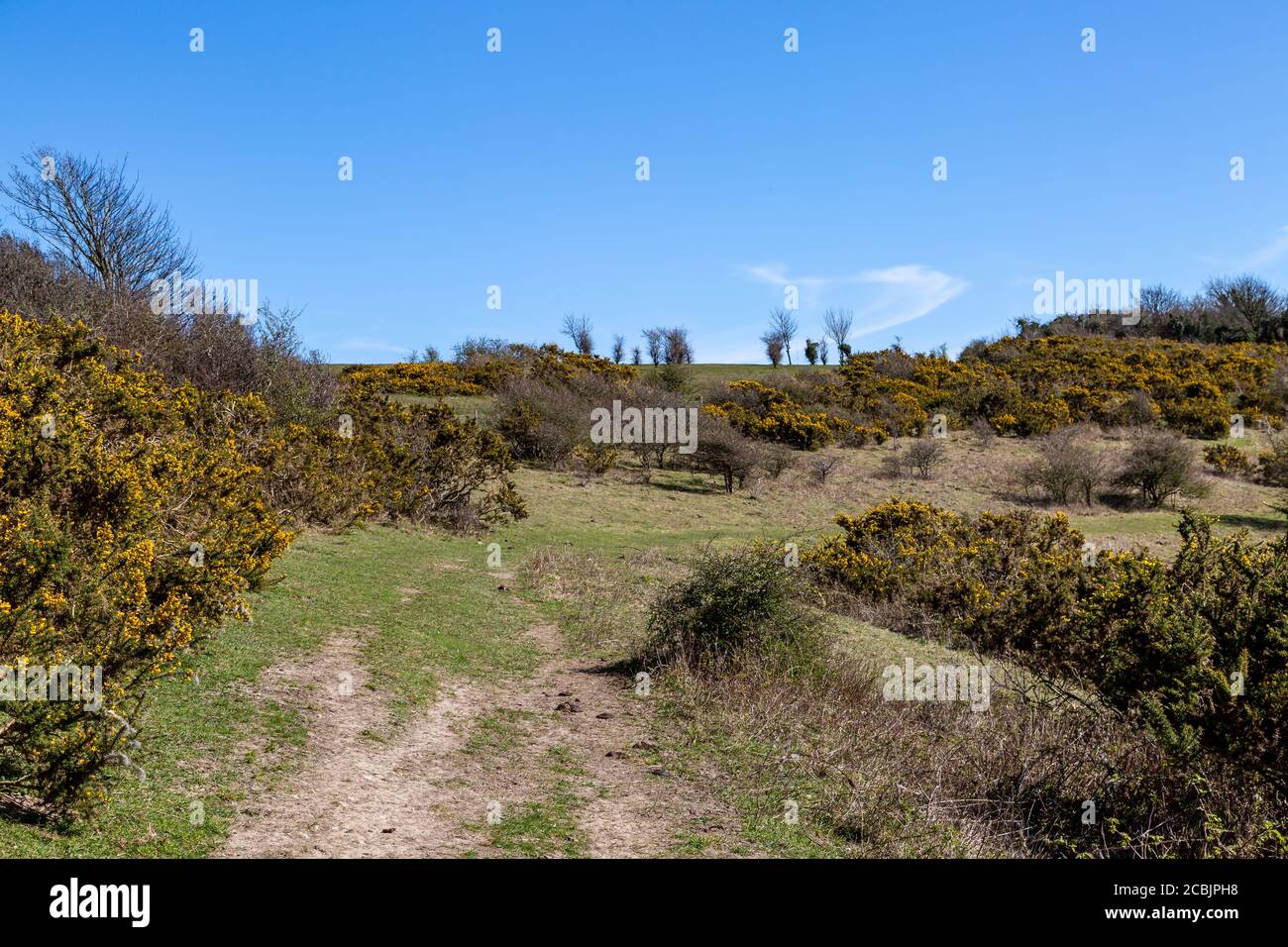 Gorse bushes on Malling Down near Lewes, in Sussex Stock Photo