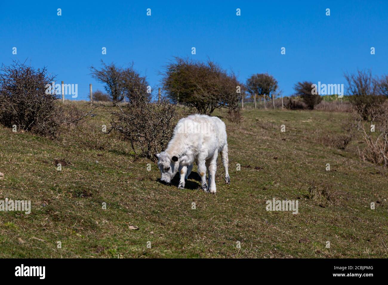 A calf grazing in the spring sunshine in the South Downs Stock Photo