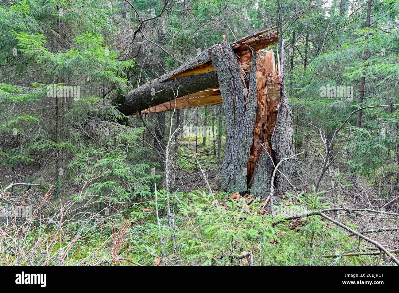 old tree broken by a powerful wind Stock Photo - Alamy
