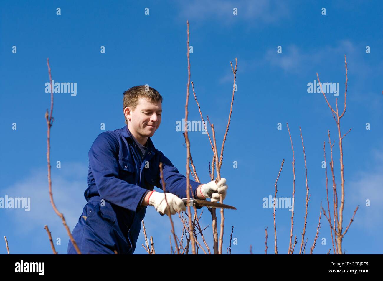 Man pruning apricot branches Stock Photo