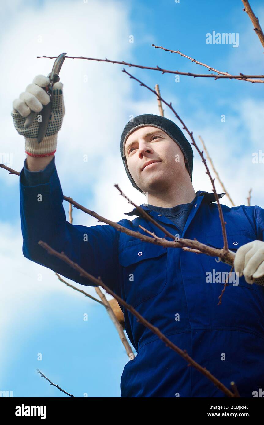 Young man pruning apricot brunches Stock Photo