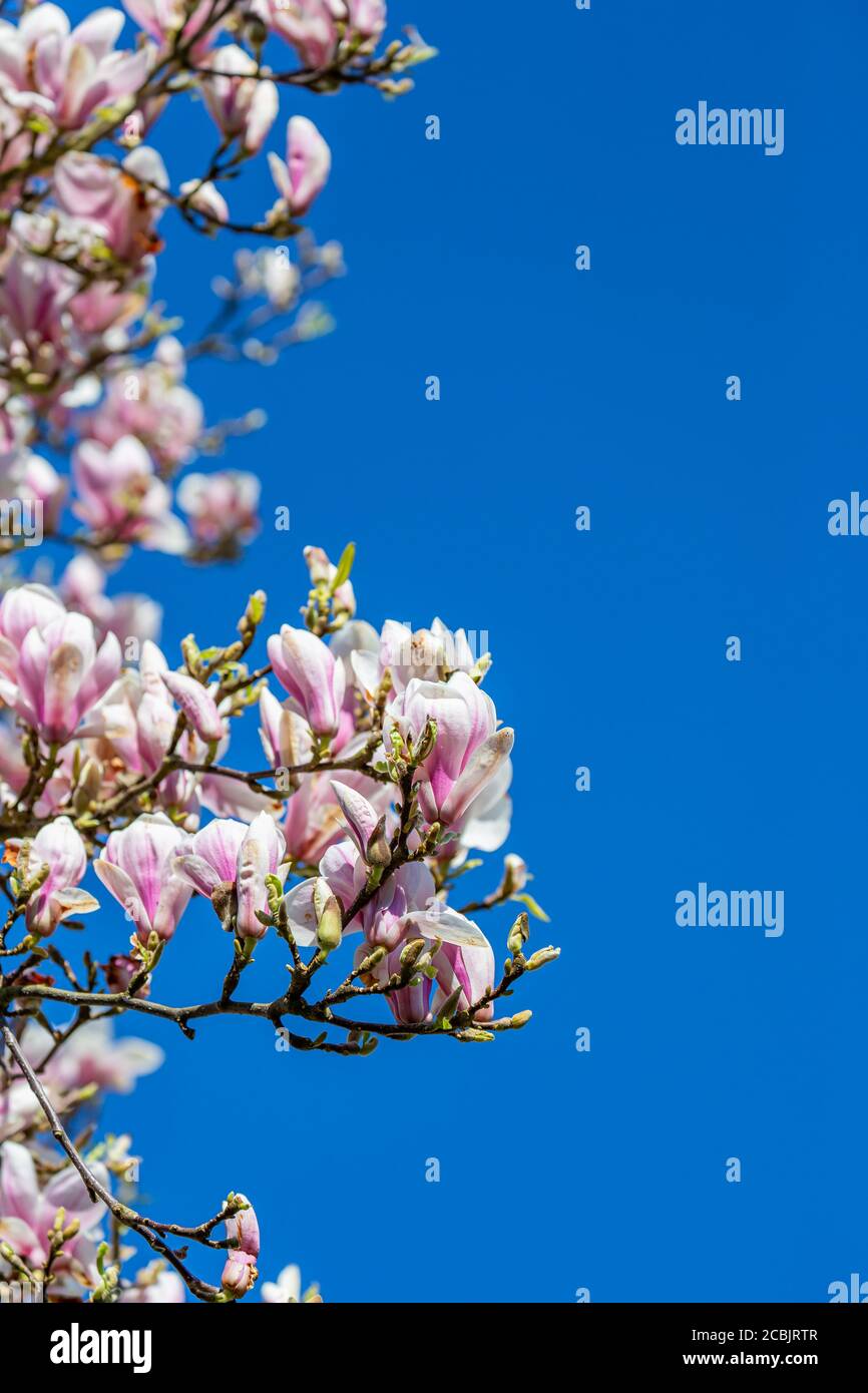 Magnolia tree in spring sussex hi-res stock photography and images - Alamy