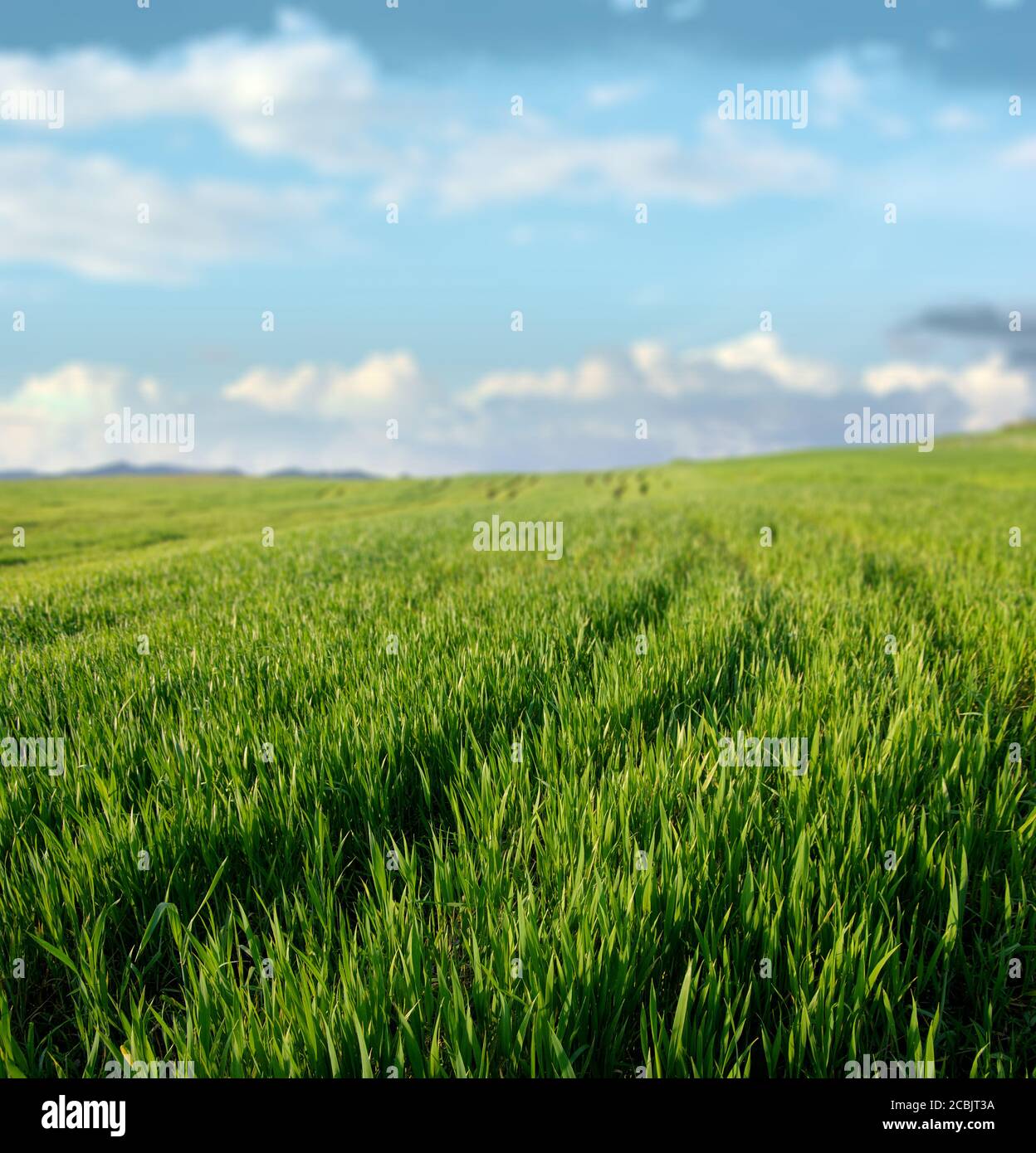 green grass scenery of Sicily agriculture, on background blurred sky and clouds Stock Photo
