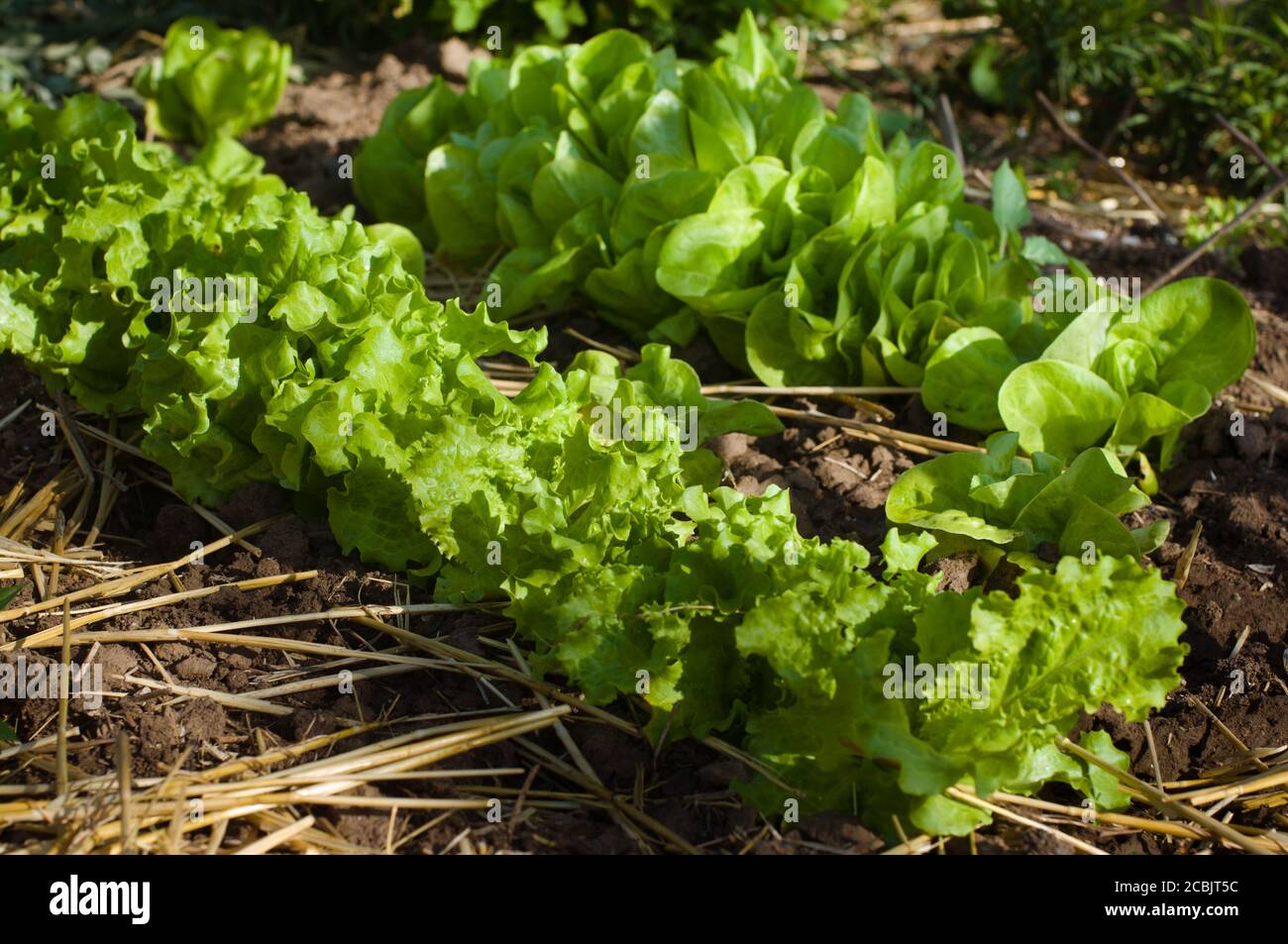 Salad growing Stock Photo