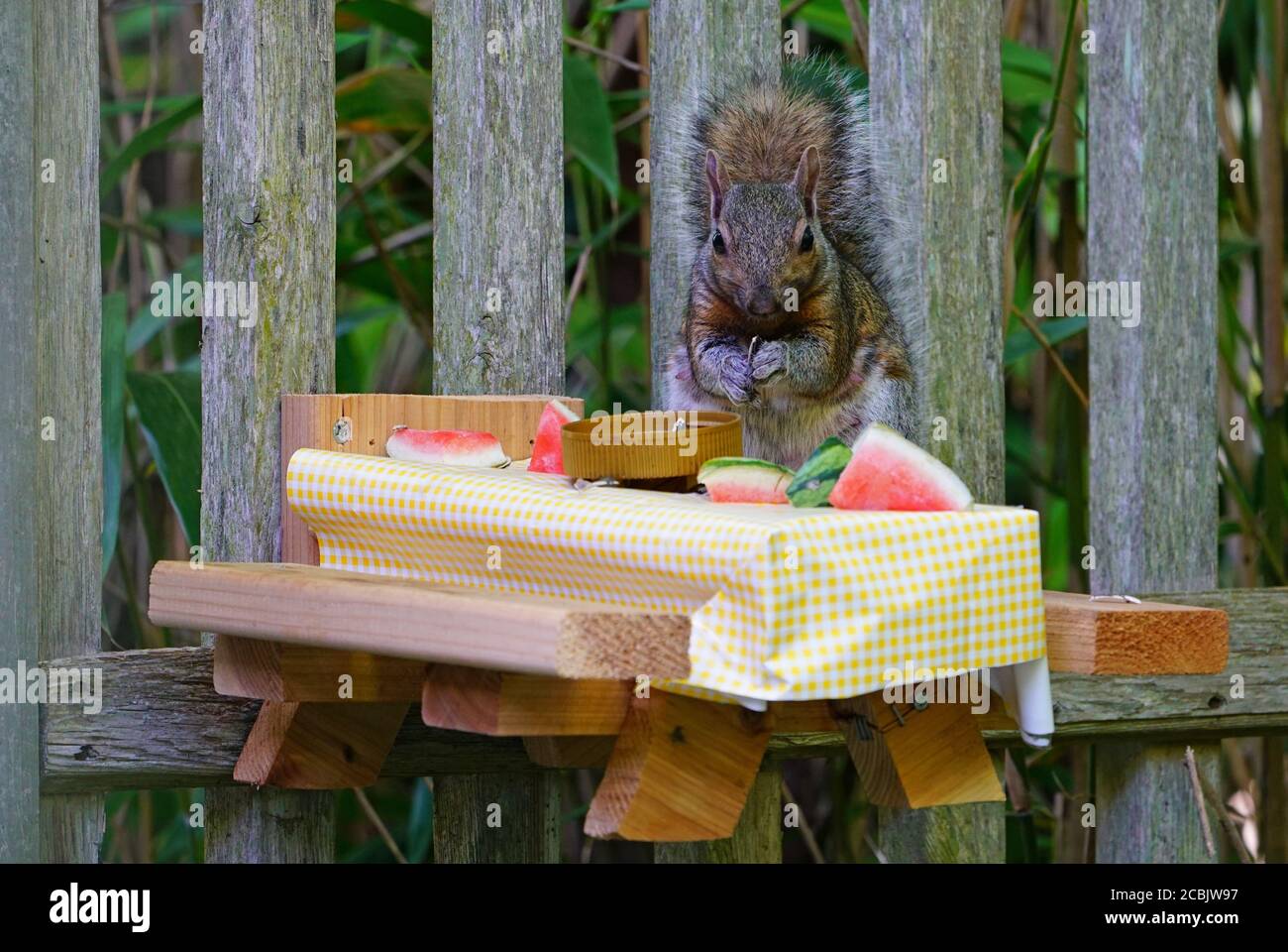 A gray squirrel eating nuts and watermelon at a backyard wooden picnic