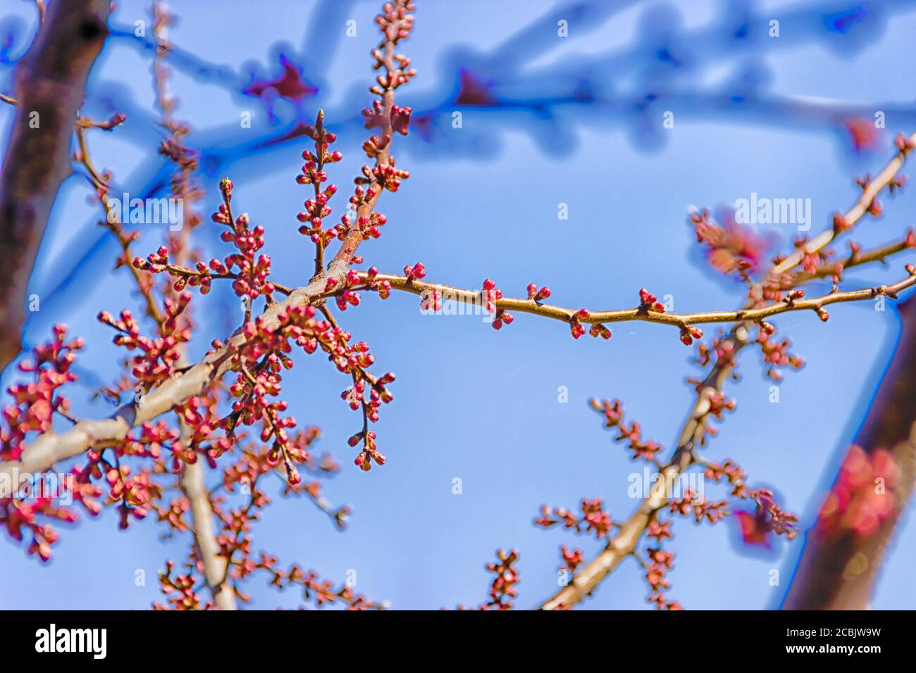 The first spring gentle leaves, buds and branches macro background, selective focus Stock Photo