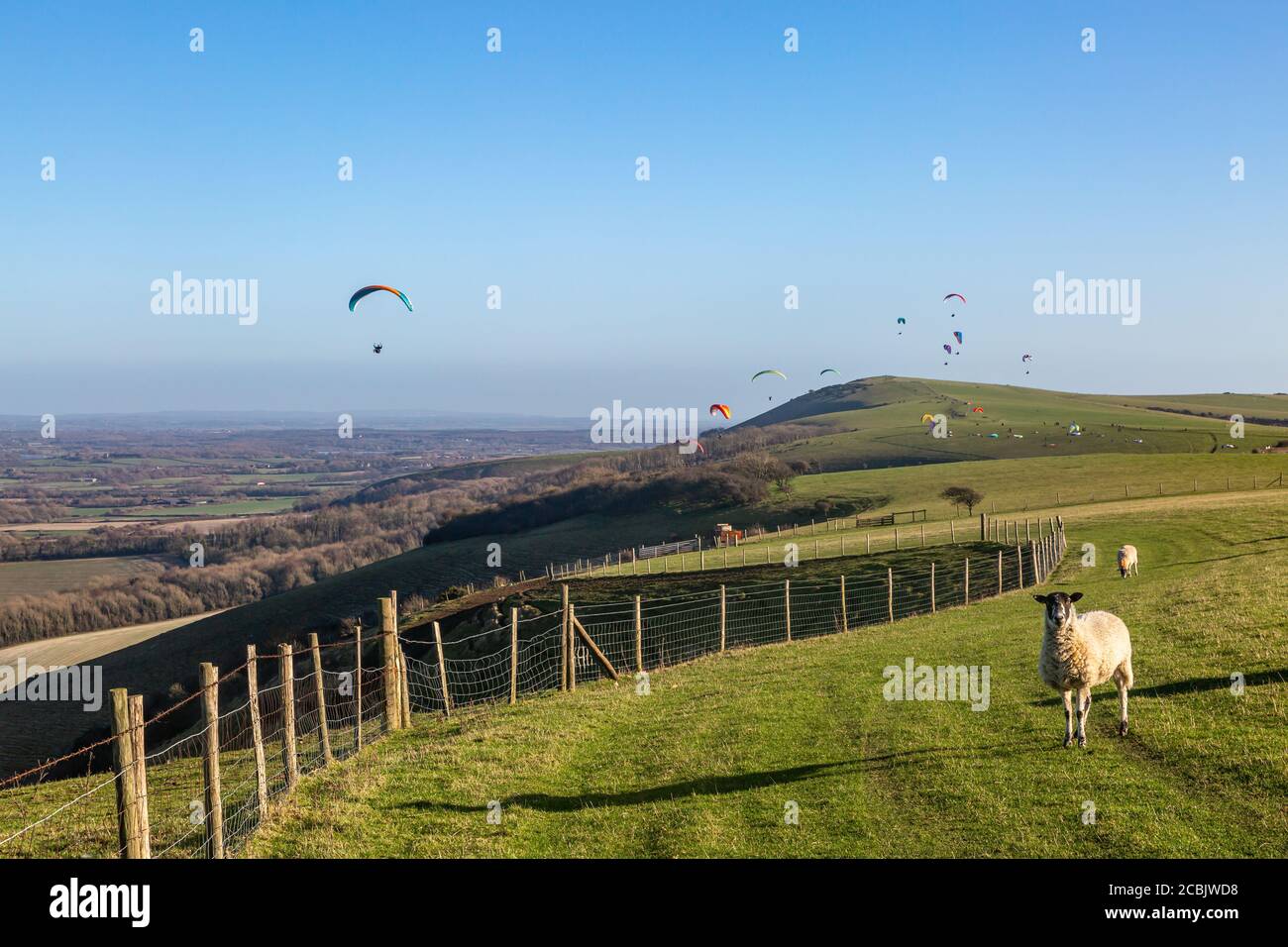A sheep in the Sussex countryside with paragliders in the sky behind Stock Photo