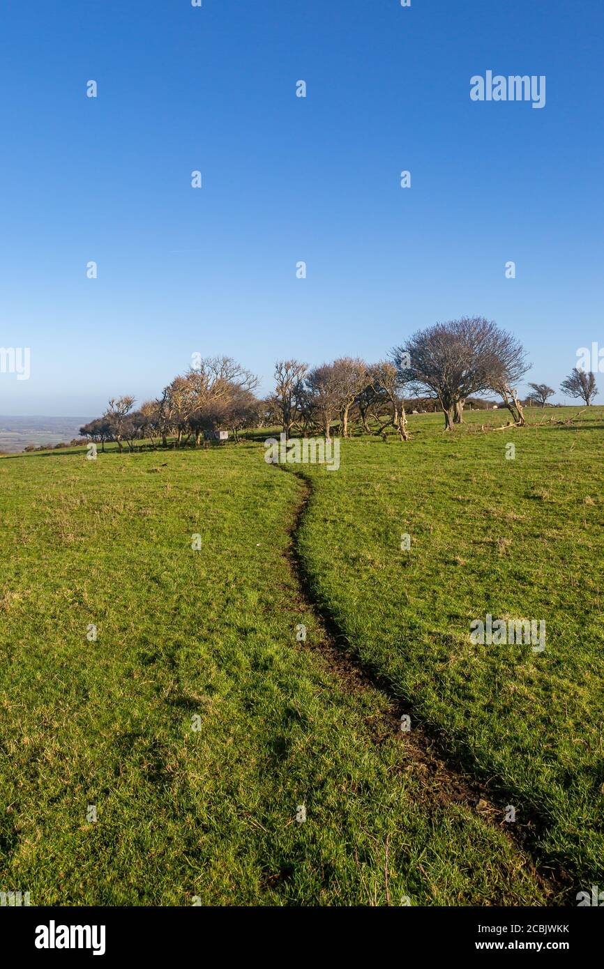 A pathway leading to trees in the South Downs, on a sunny day Stock Photo