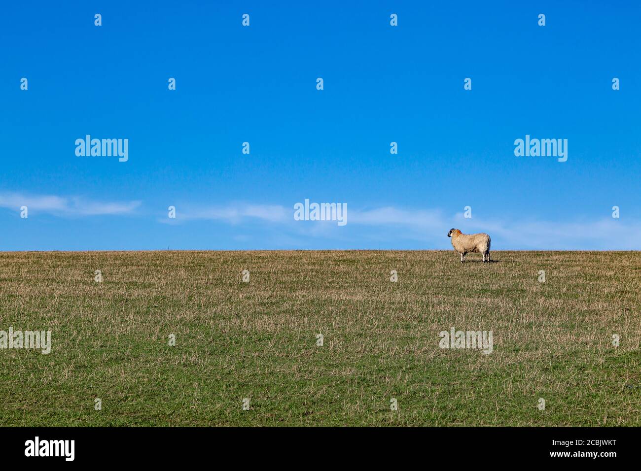 A sheep in the Sussex countryside on a sunny winters day Stock Photo