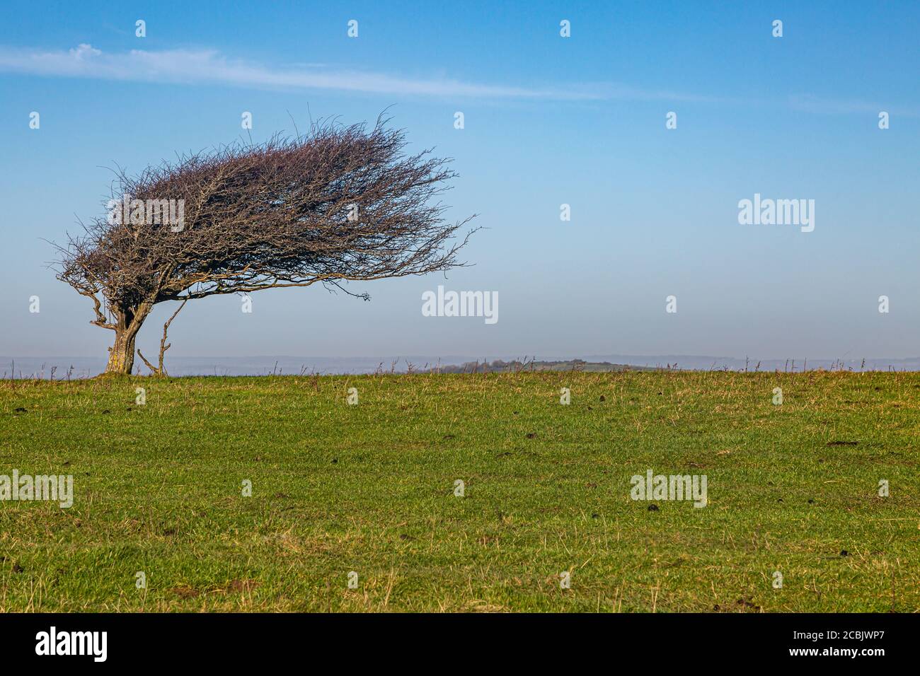 A windswept tree from easterly winds, on Firle Beacon in the South Downs Stock Photo