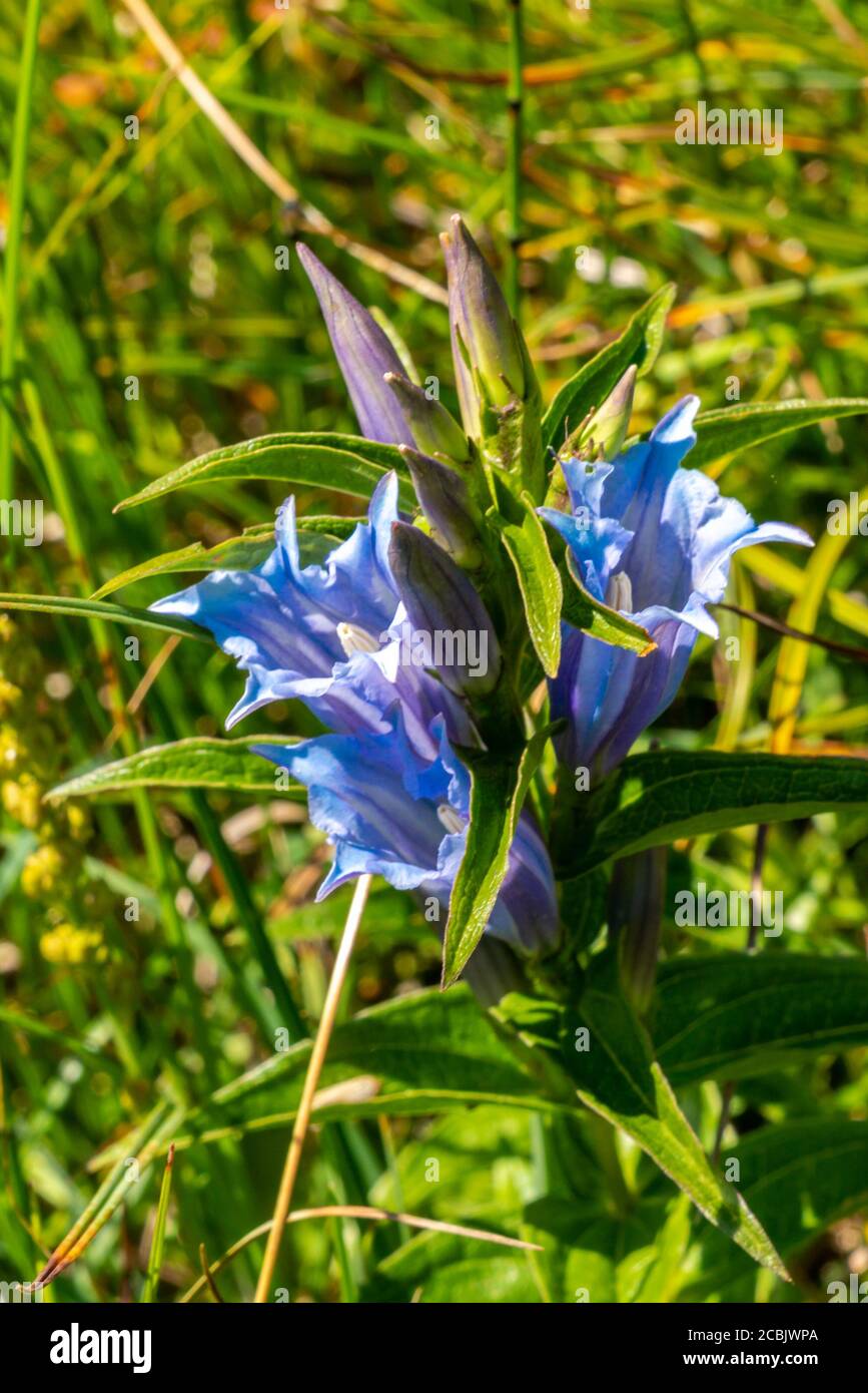 Blaue Enziane auf einer Alpwiese, Brand, Vorarlberg, Austria. Kochscher Enzian, Gentiana acaulis, hellblauer Enzian, offene und geschlossene Blüten Stock Photo