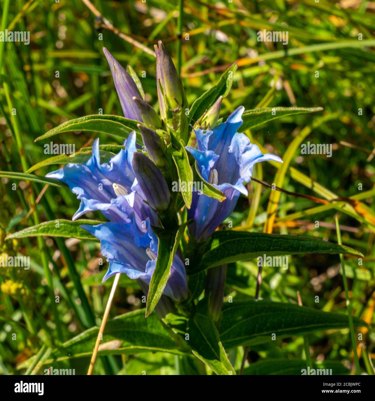 Blaue Enziane auf einer Alpwiese, Brand, Vorarlberg, Austria. Kochscher Enzian, Gentiana acaulis, hellblauer Enzian, offene und geschlossene Blüten Stock Photo