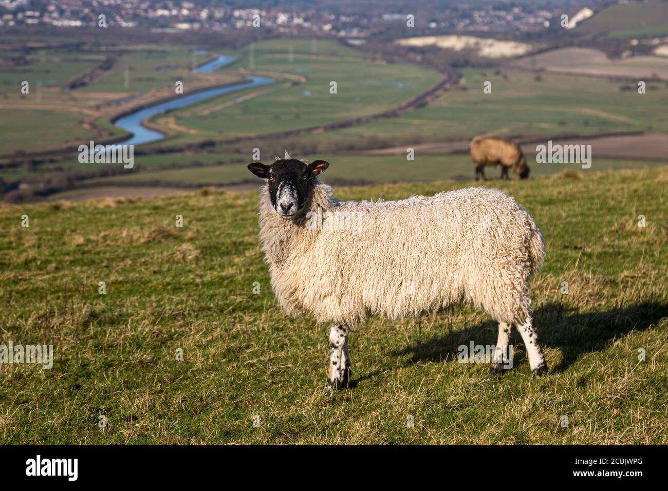Sheep on a South Downs hillside with the winding River Ouse and town of Lewes in the background Stock Photo