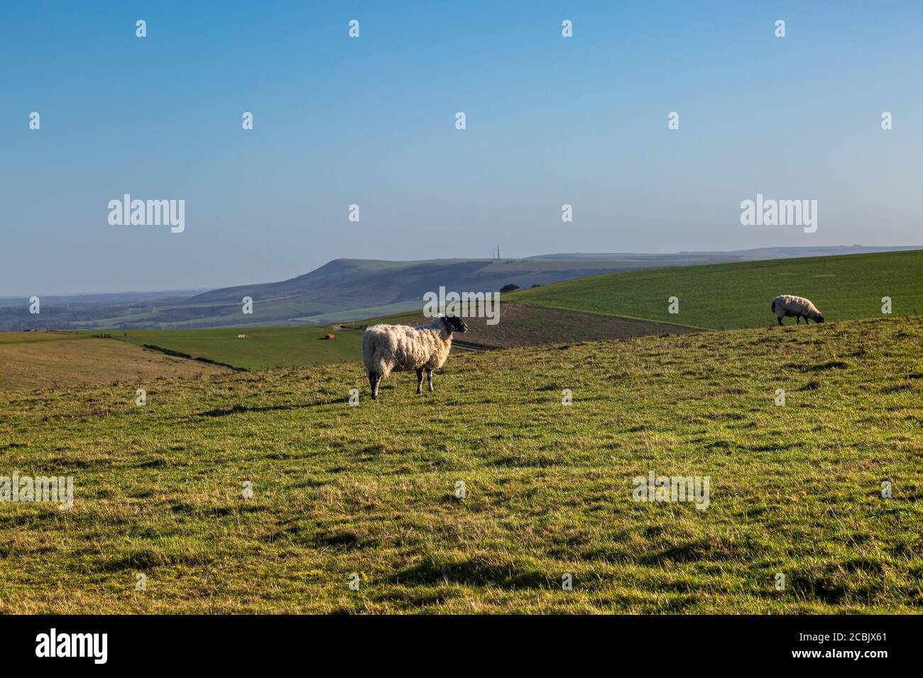 Sheep on a hillside in the South Downs, with Firle Beacon in the distance Stock Photo