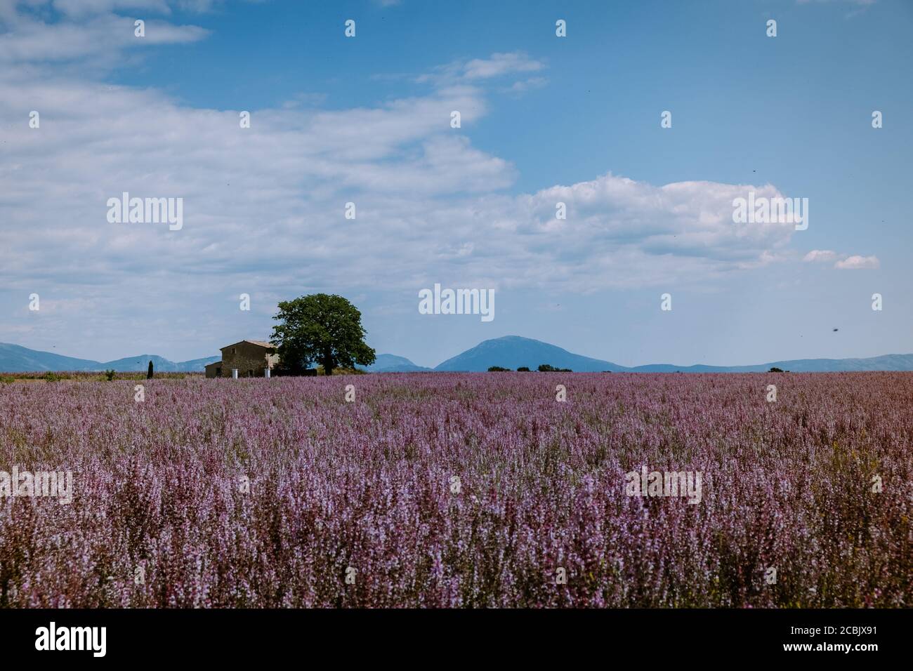 Valensole Plateau, Provence, Southern France. Lavender field at sunset Stock Photo