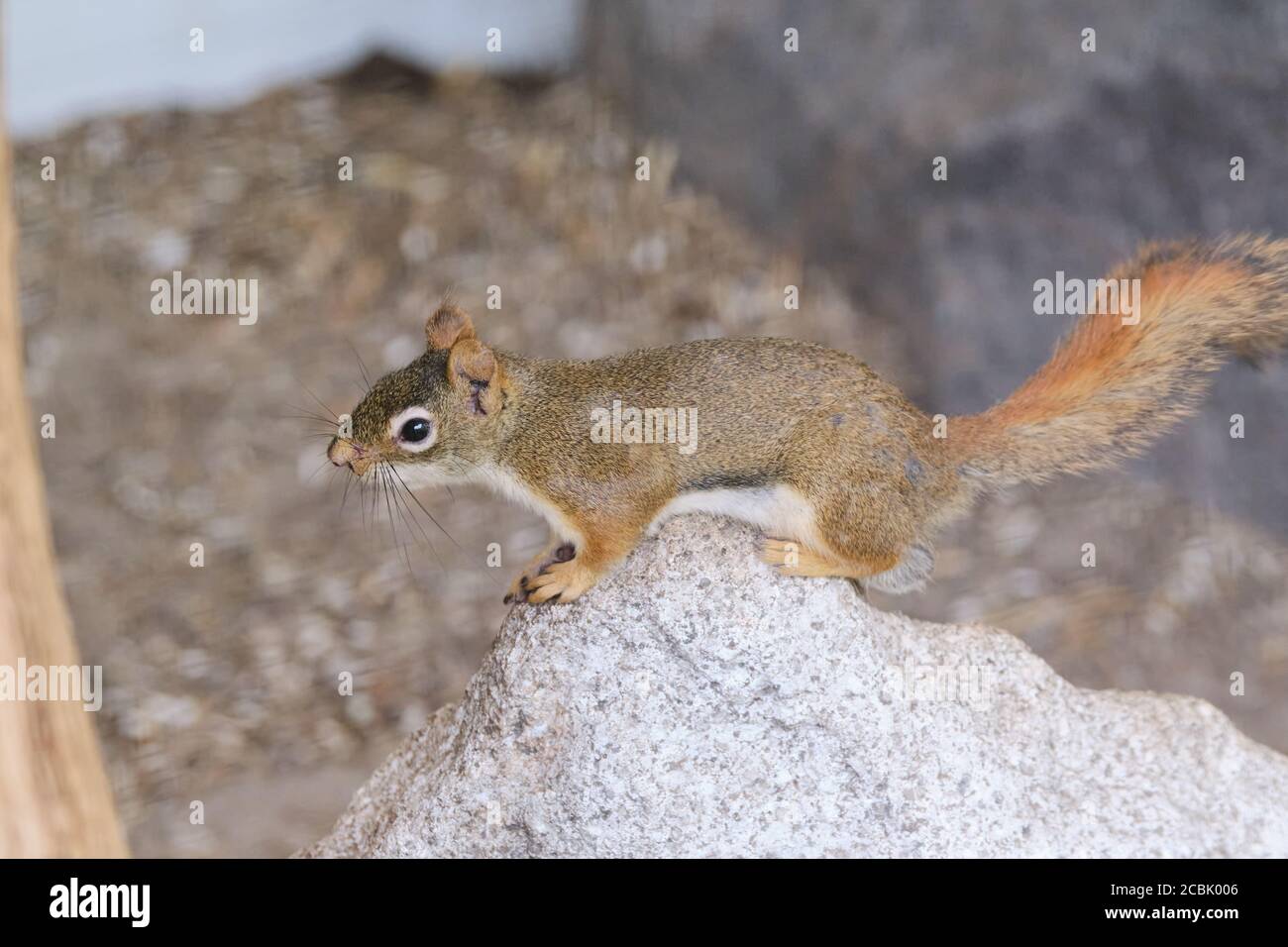 A rodents marmots chipmunks squirrel spotted on a tree trunk on hunting