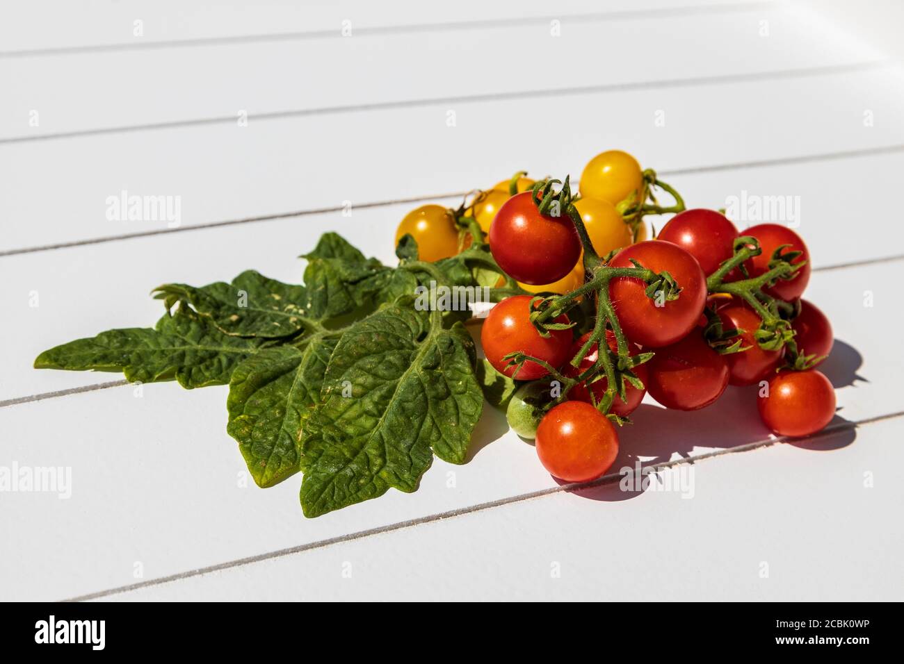 Fresh yellow and red organic cherry tomatoes on a white tray Stock Photo