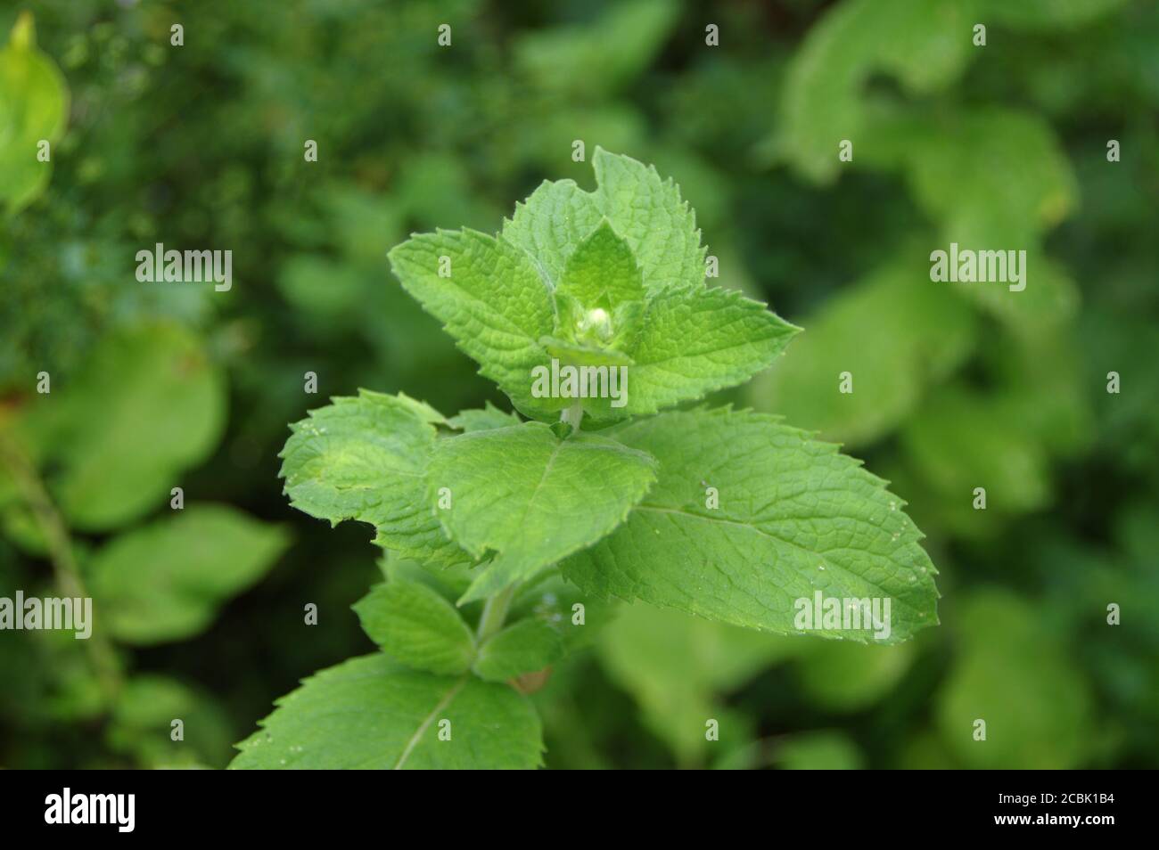 Mint with green leaves in the home garden. Fresh organic spice and herbs farming. Natural edible plants. Stock Photo