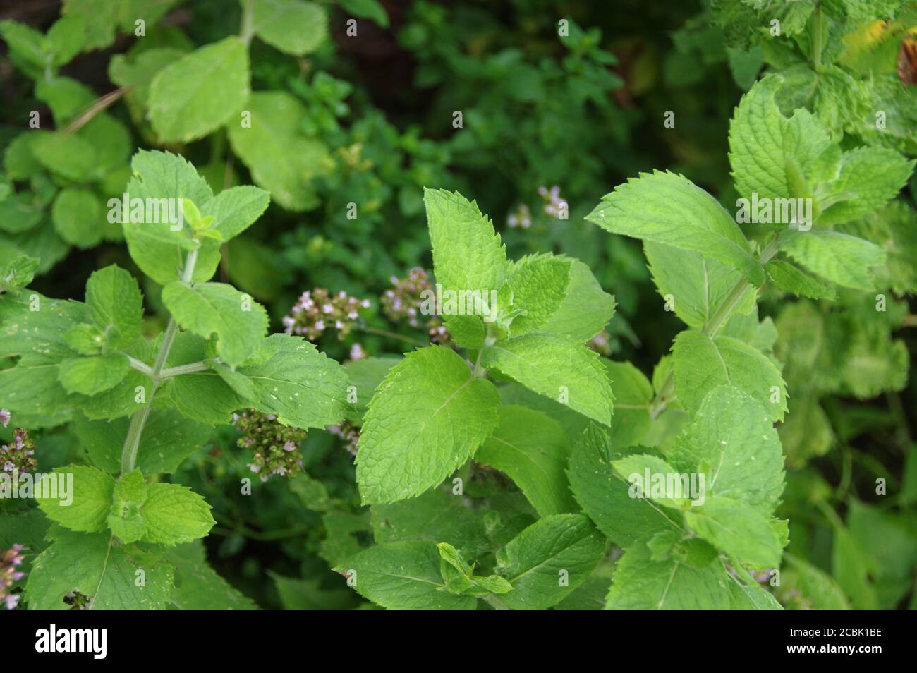 Mint with green leaves in the home garden. Fresh organic spice and herbs farming. Natural edible plants. Stock Photo