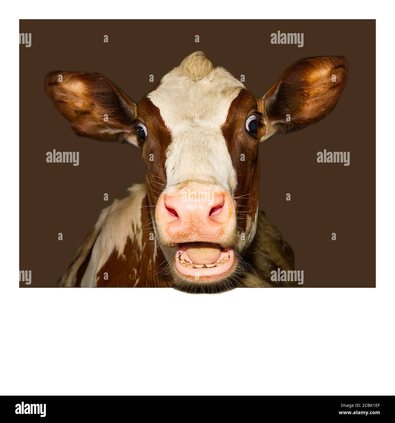 Funny and happy cute baby calf, funny photo great for use with wow memes. Funny shootof wondering orange calf in farm. Stock Photo