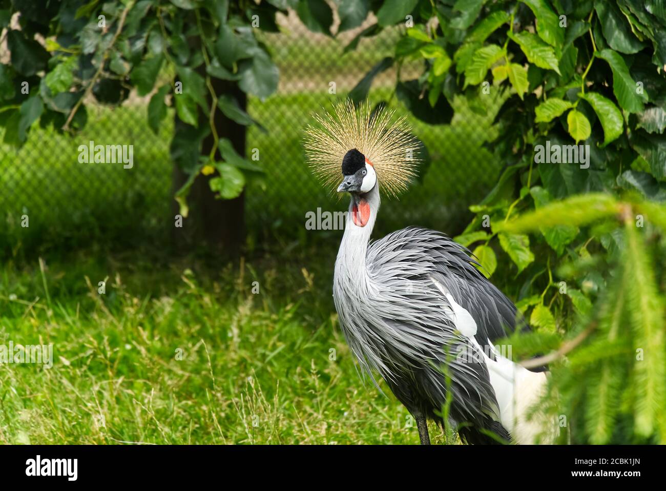grey crowned crane or balearica regulorum gibericeps. African crowned