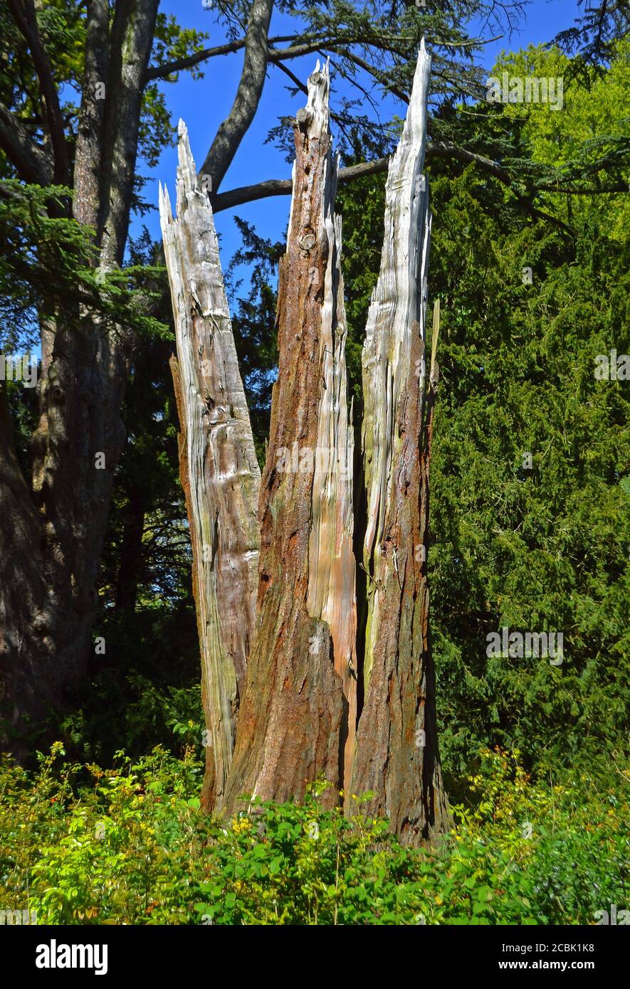 Split tree trunk struck by lightning Stock Photo