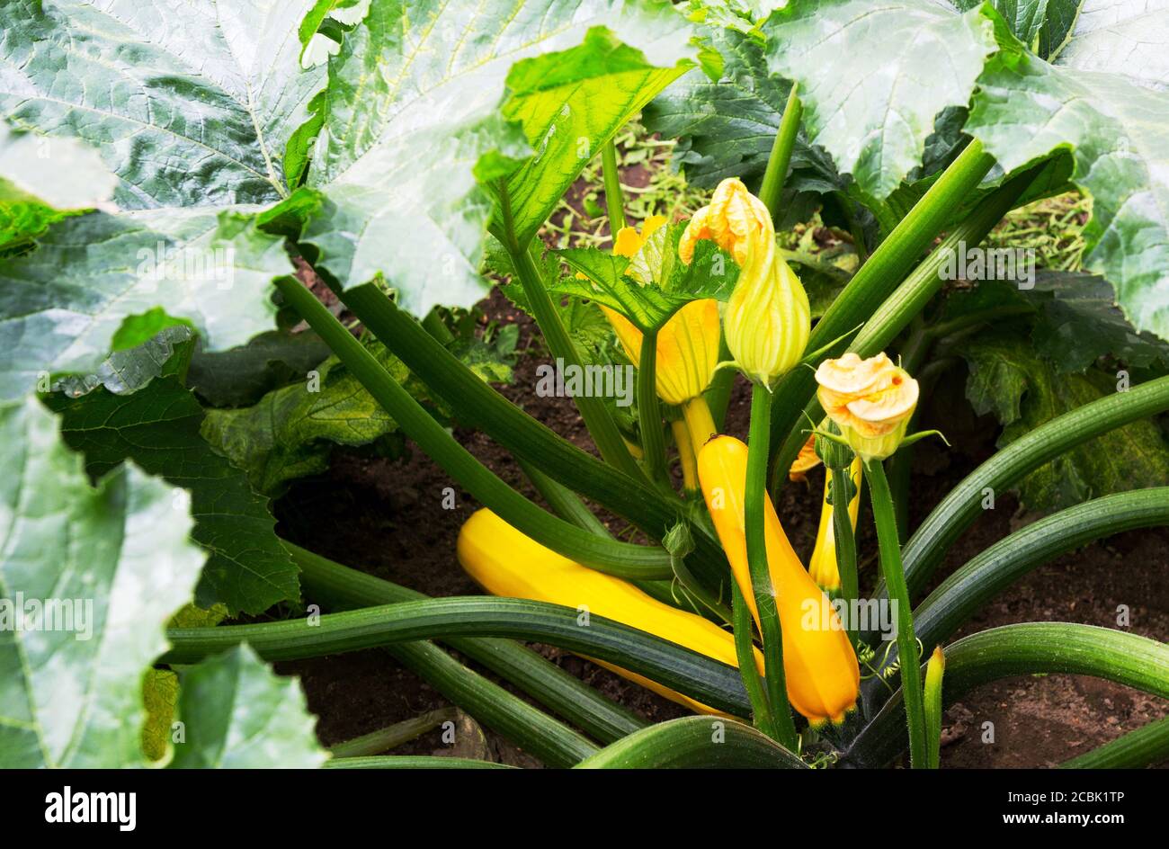 Zucchini plant.  Zucchini with flower and fruit in field. Green vegetable marrow growing on bush. Courgettes blossoms. Stock Photo