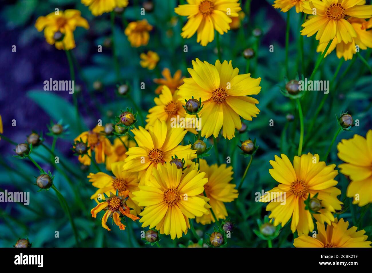 Beautiful blooming bright yellow Coreopsis pubescens, called star tickseed flowers, growing in the garden Stock Photo
