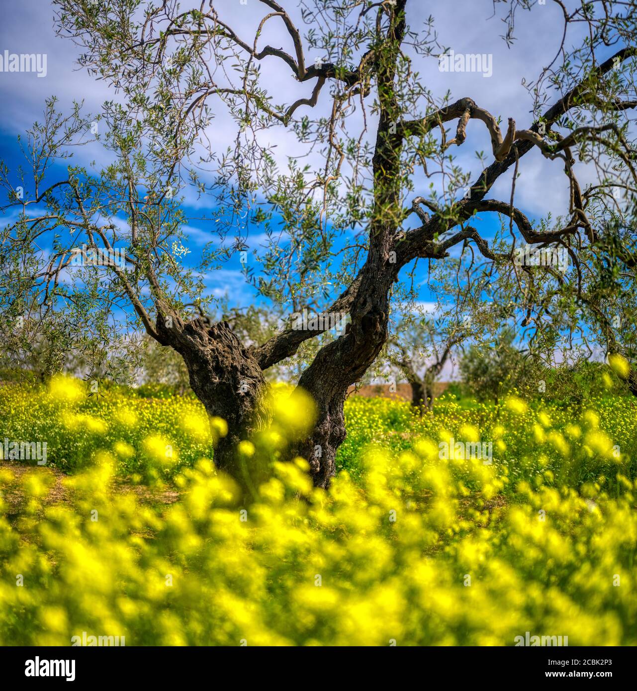 Olive grove in springtime, Seville, Spain. Stock Photo