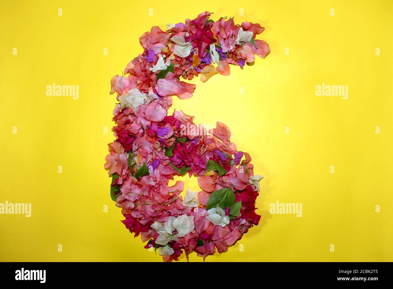 six letter flower numeric number, 6 digit, made from colorful bougainvillea  flowers, wonderful flora letters for unique spring decorations and various  Stock Photo - Alamy