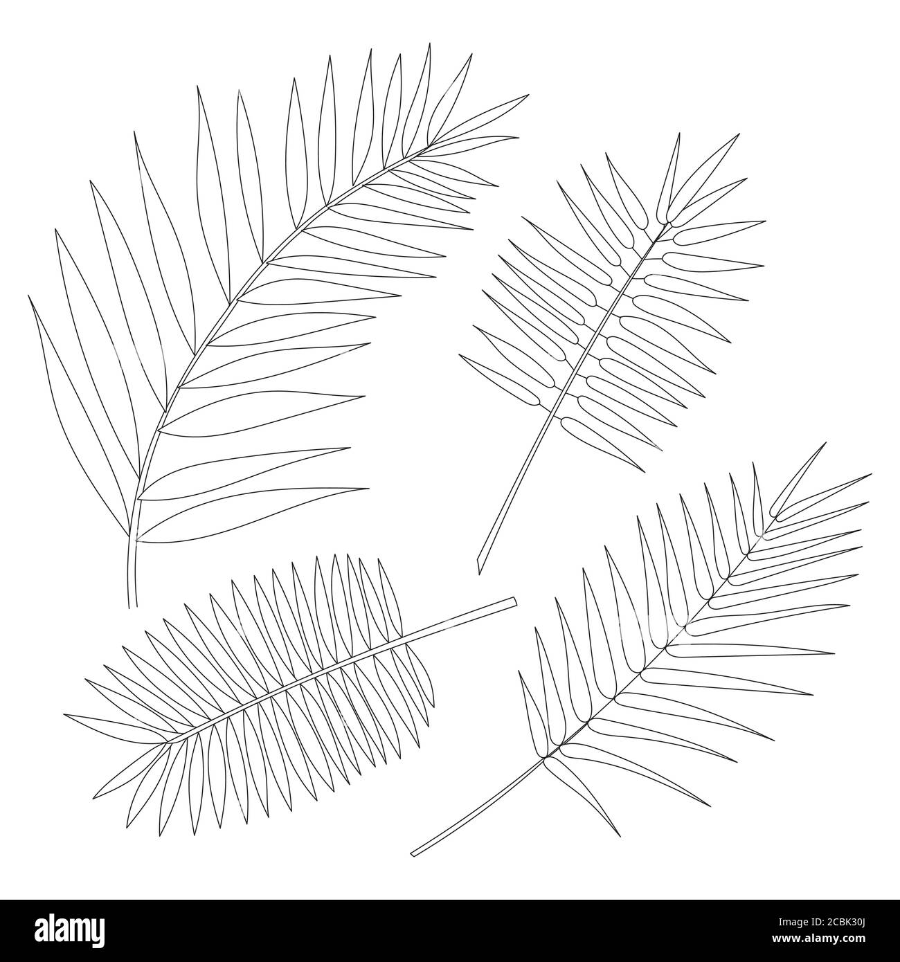 Set of palm leaves isolated on white background Stock Vector Image ...