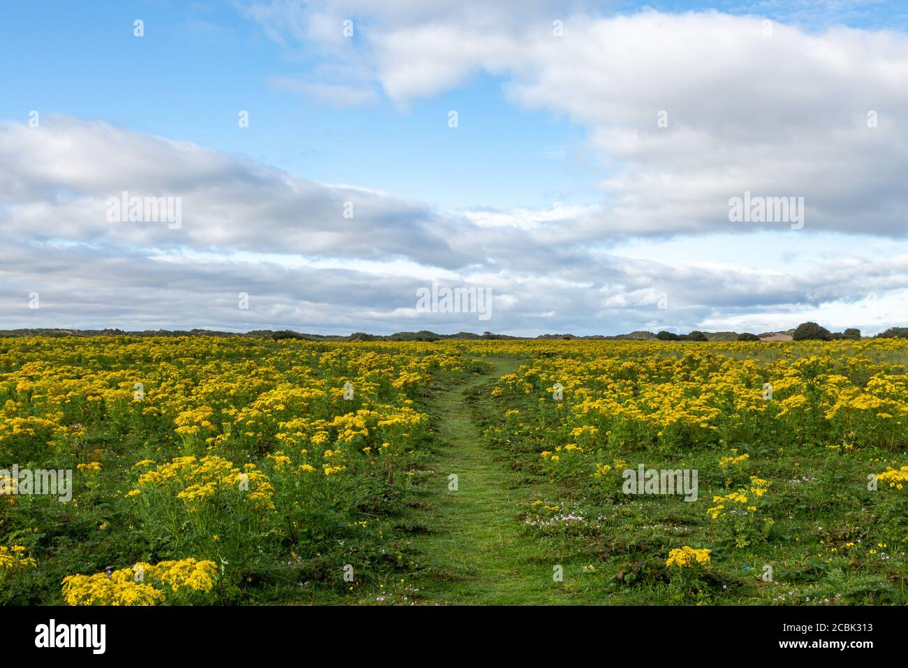 Ragwort blue summer sky hi-res stock photography and images - Alamy