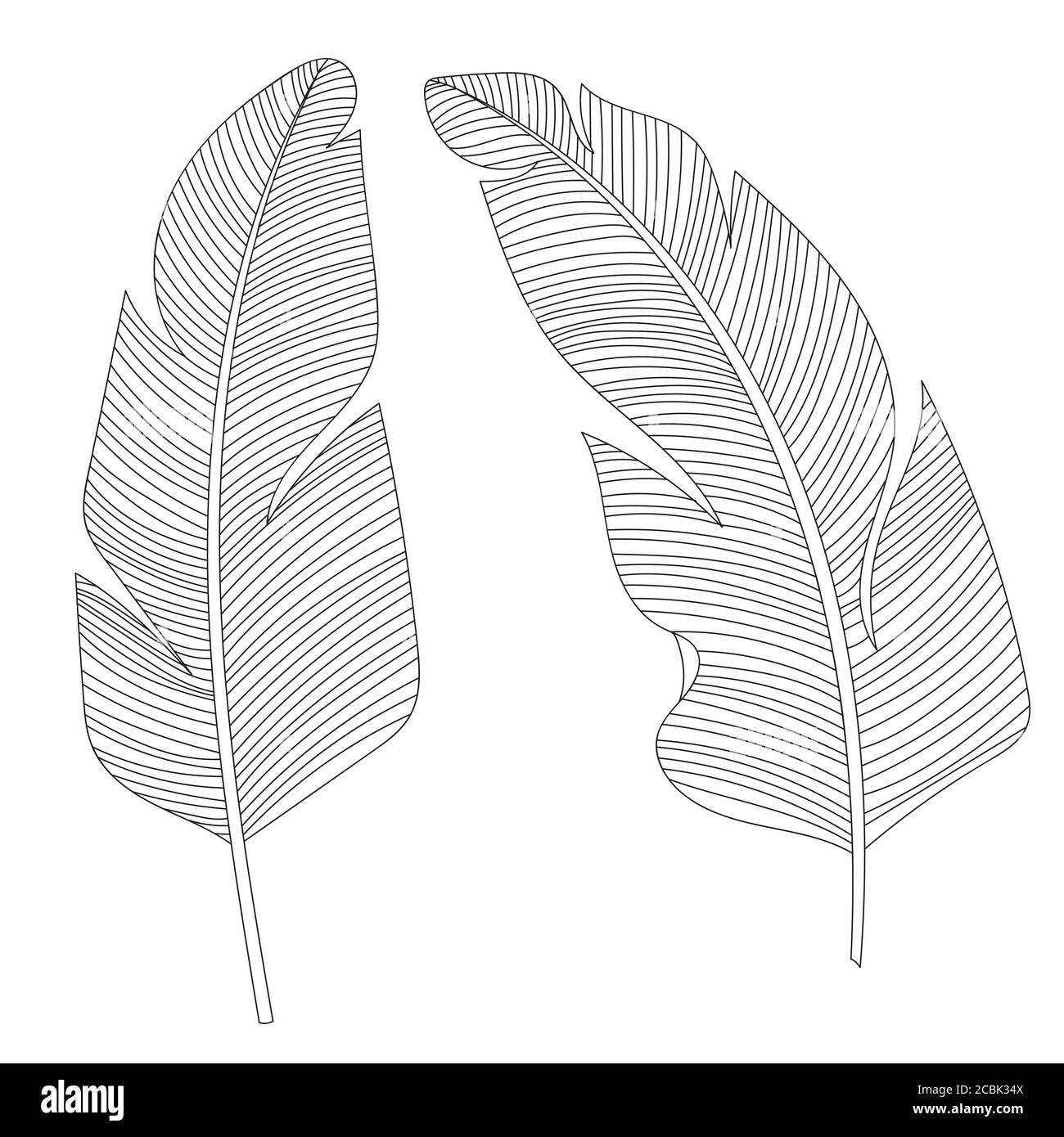 two banana leaves, cartoon vector and illustration, black and white