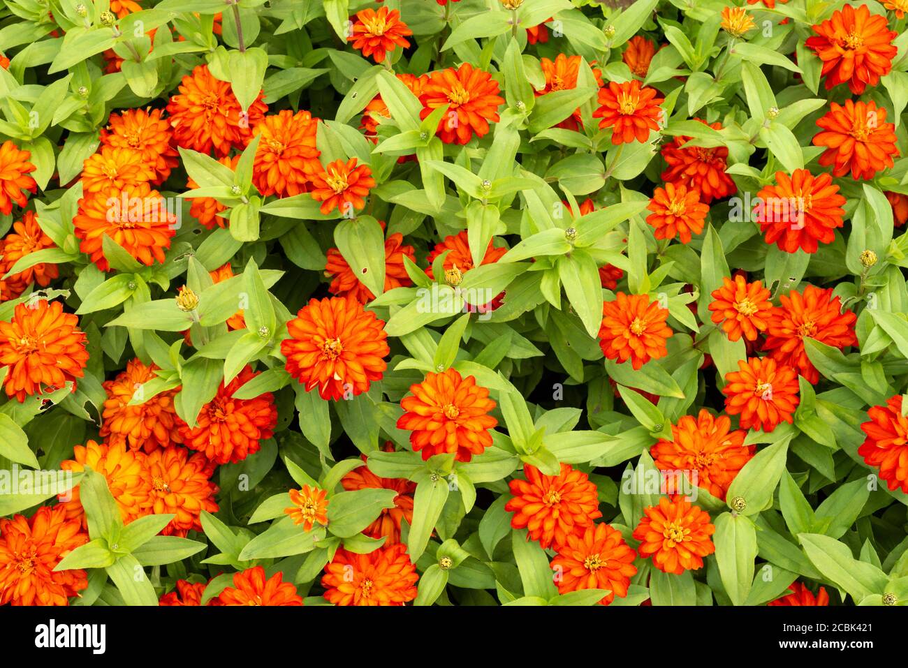 Zinnia Marylandica Profusion Double Zahara Fire or Double Fire Zinnia