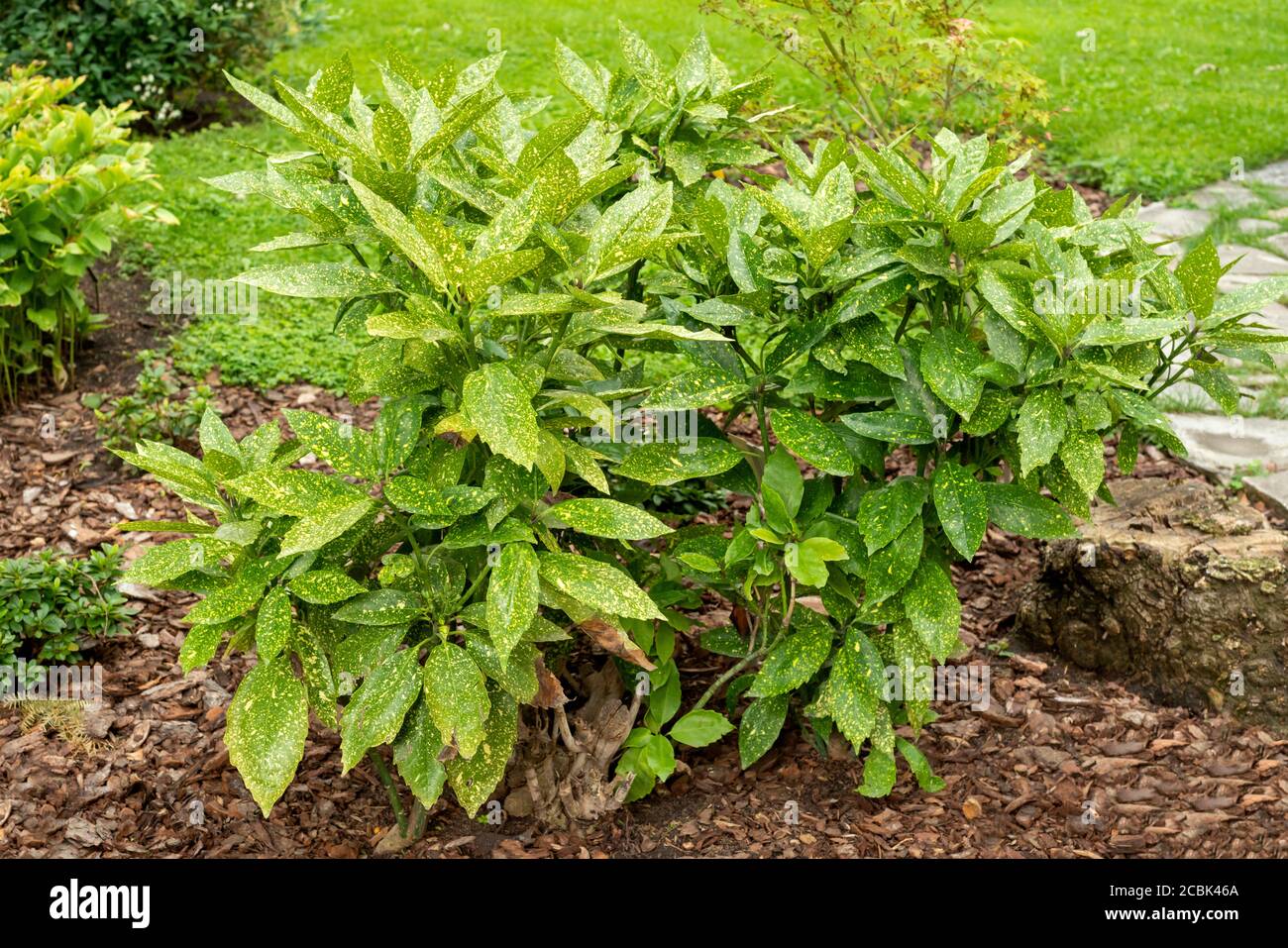 Aucuba Japonica of Garryaceae or Cornaceae or Japanese Laurel or spotted laurel or gold dust plant or Japanese Aucuba dioecious shrub in full size Stock Photo
