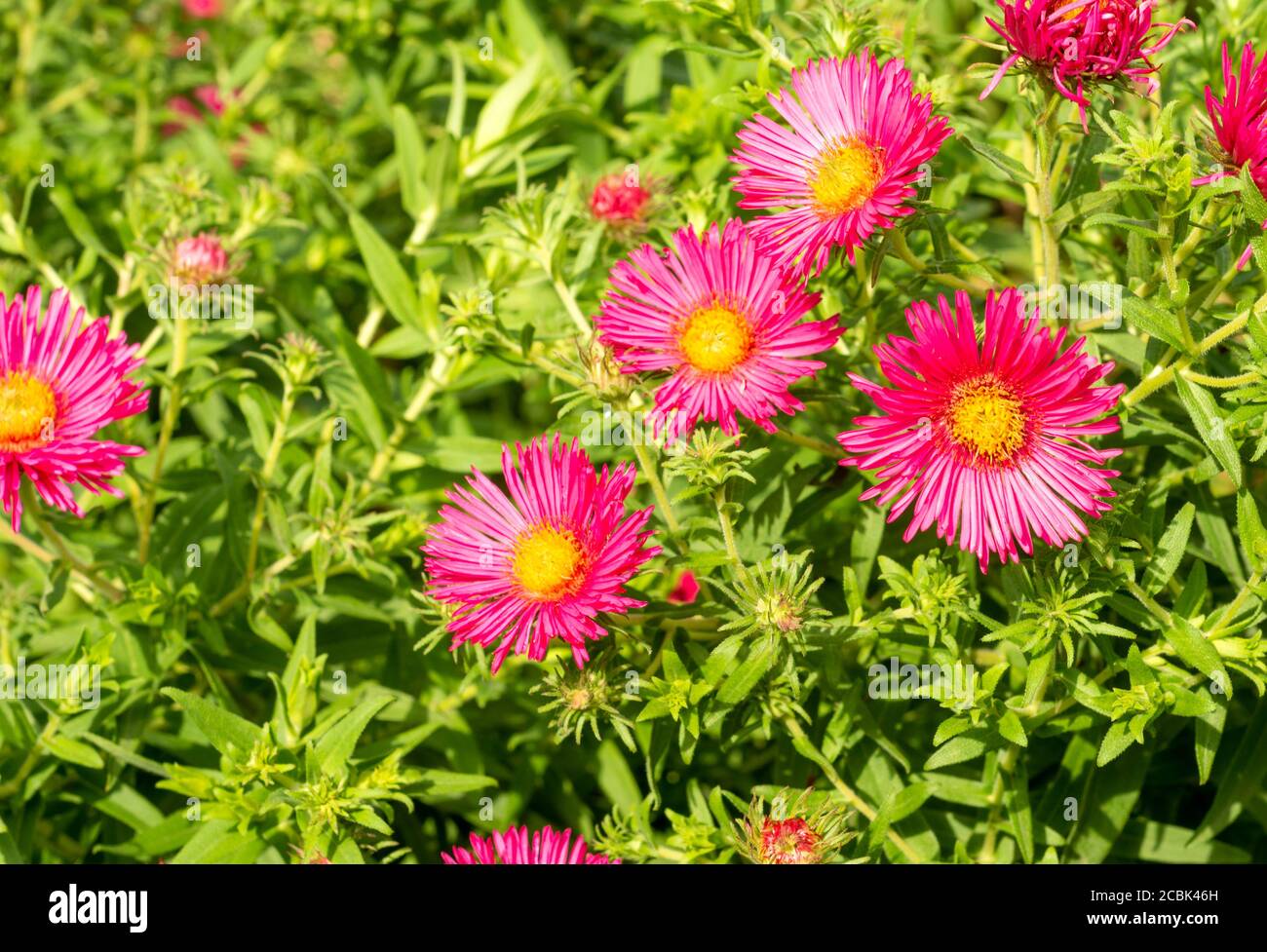 Pink New England Aster Asteraceae or Aster Novae Angliae or Novaeangliae Alma Potschke Stock Photo