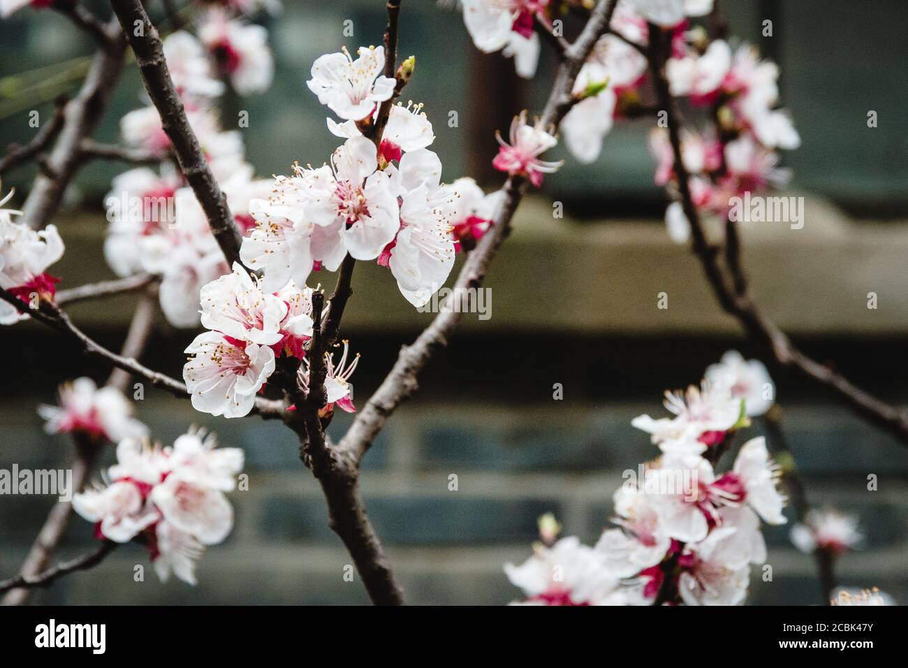branches of sakura cherry blossoms flowers in bloom in shanghai, china