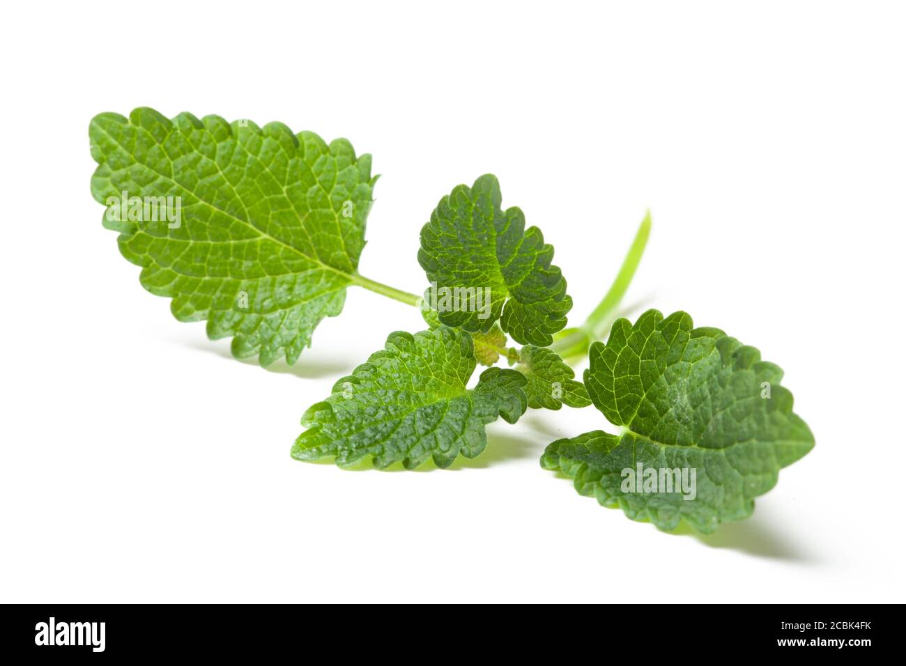 Twig of fresh mint green leaves isolated on white background Stock Photo