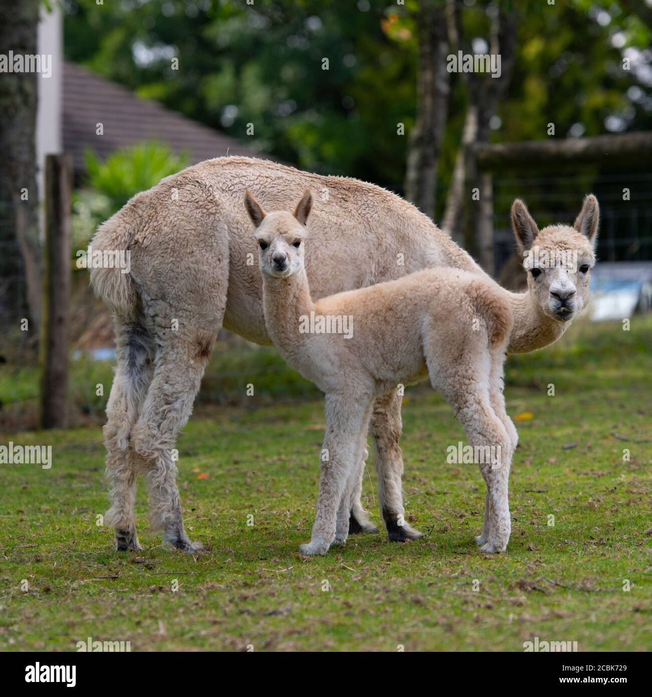 alpaca Stock Photo