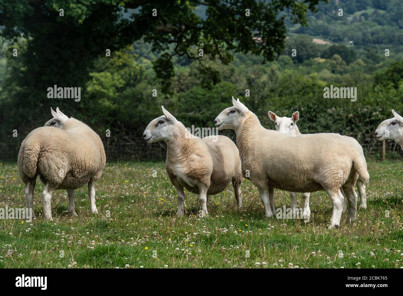 pedigree Cheviot Sheep Stock Photo