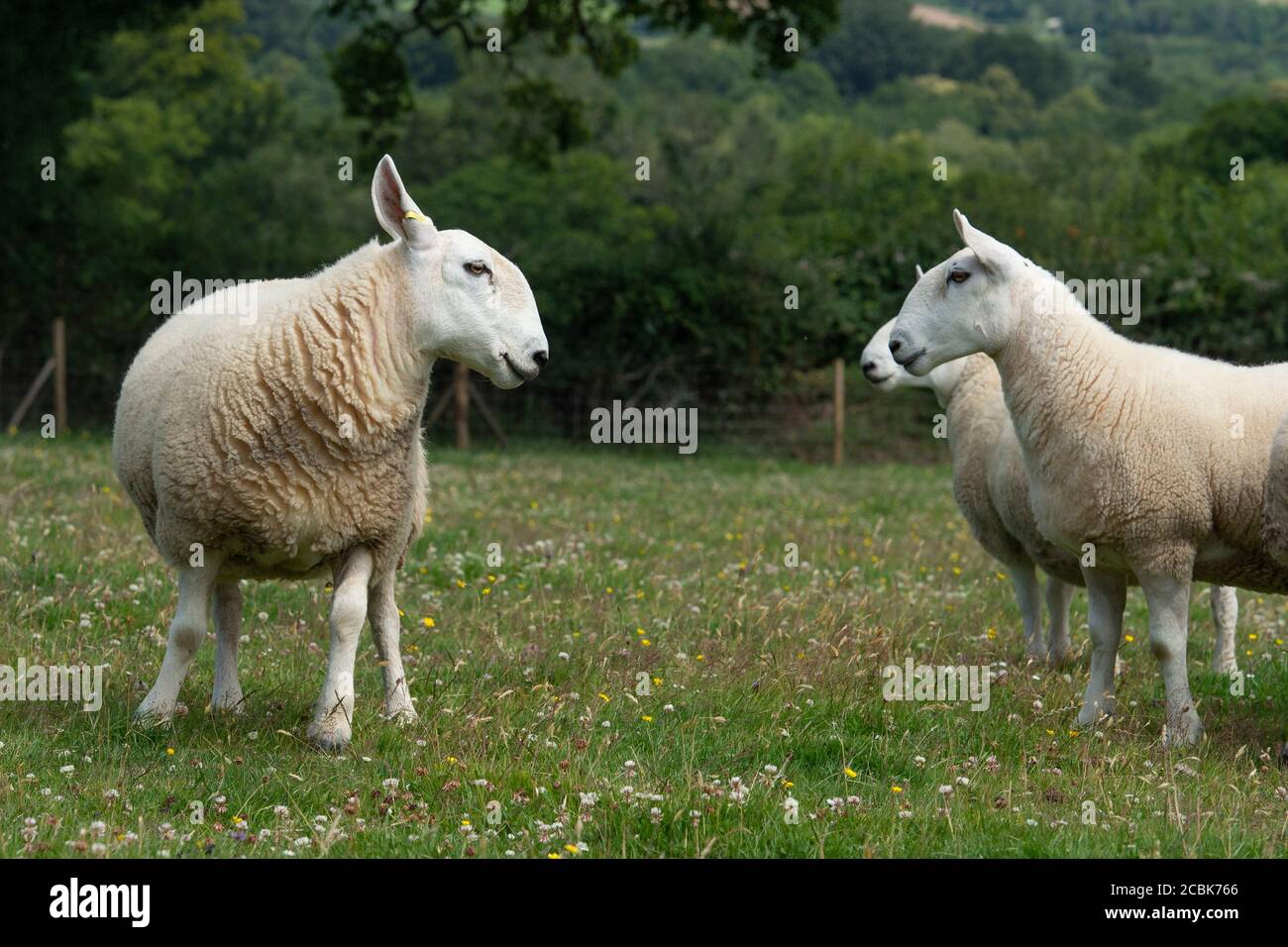 pedigree Cheviot Sheep Stock Photo