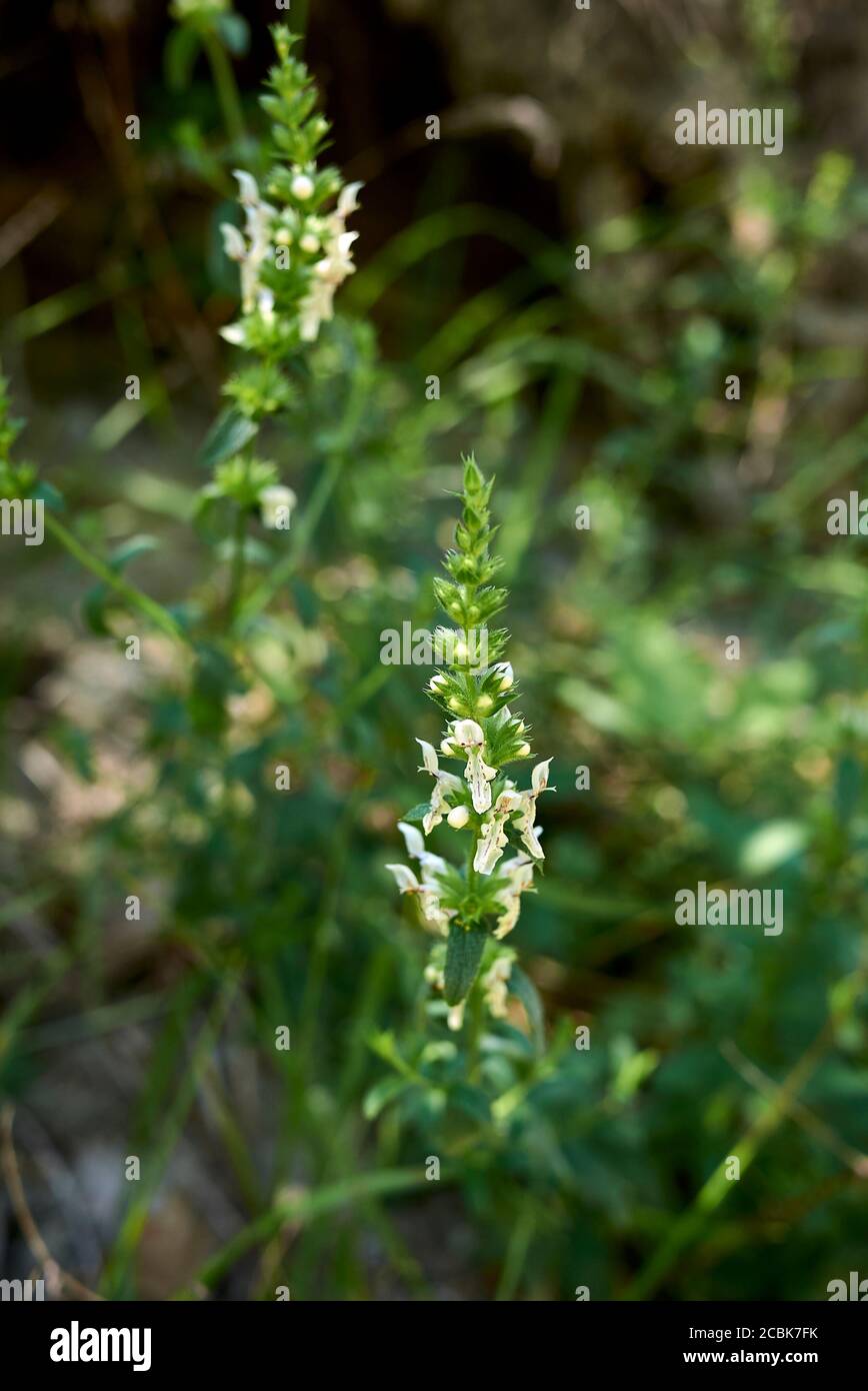 Stachys recta plant with white inflorescence Stock Photo