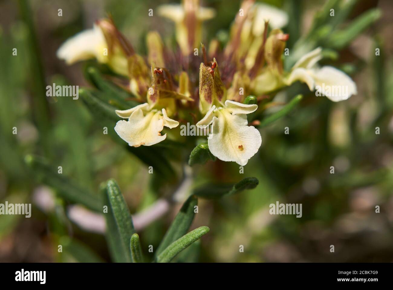 Teucrium montanum flower close up Stock Photo