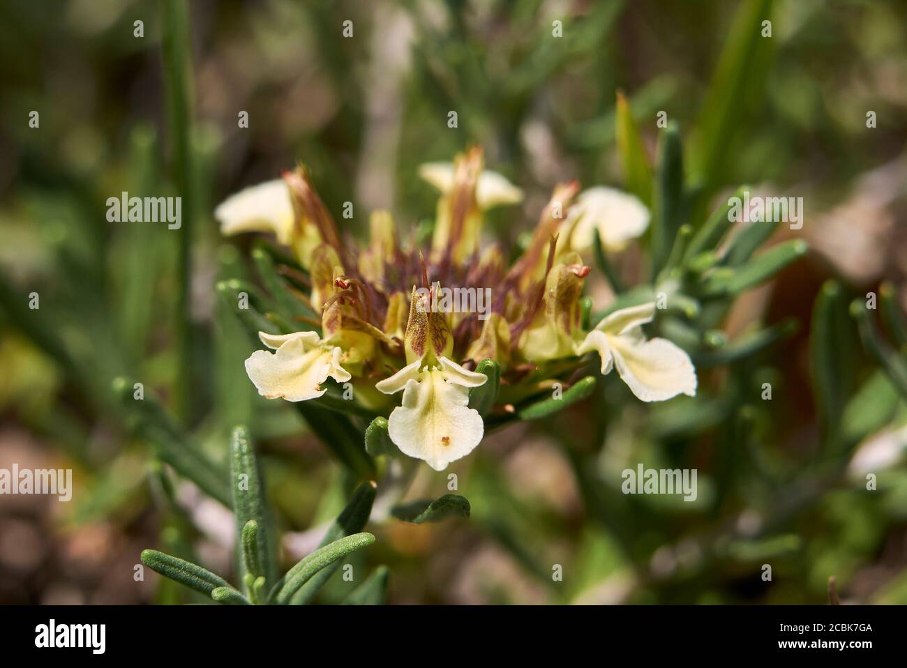 Teucrium montanum flower close up Stock Photo