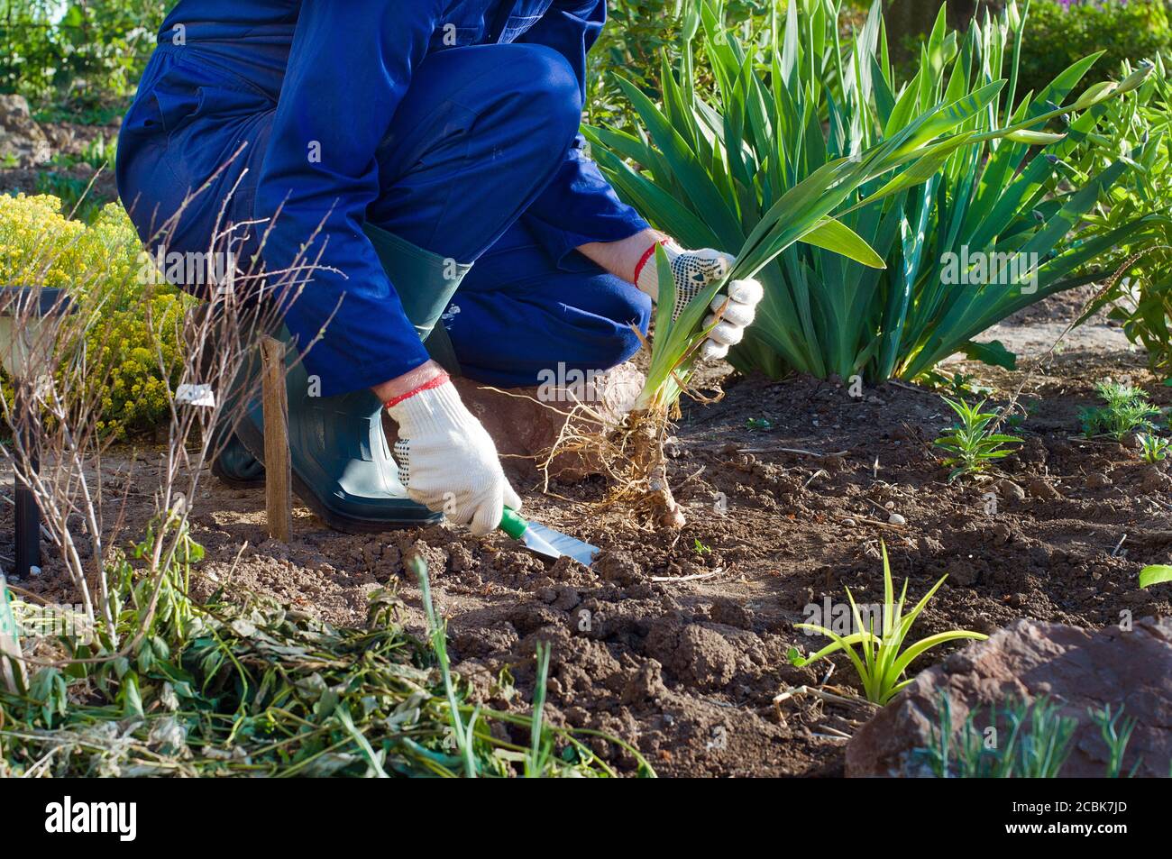 Planting an iris flower Stock Photo