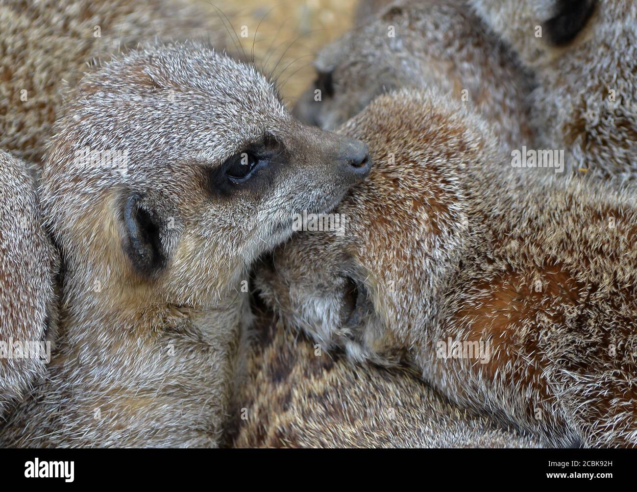 Closeup of a group of Meerkats with the focus on 1 individual Stock Photo